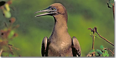 Brown Boobie Bird